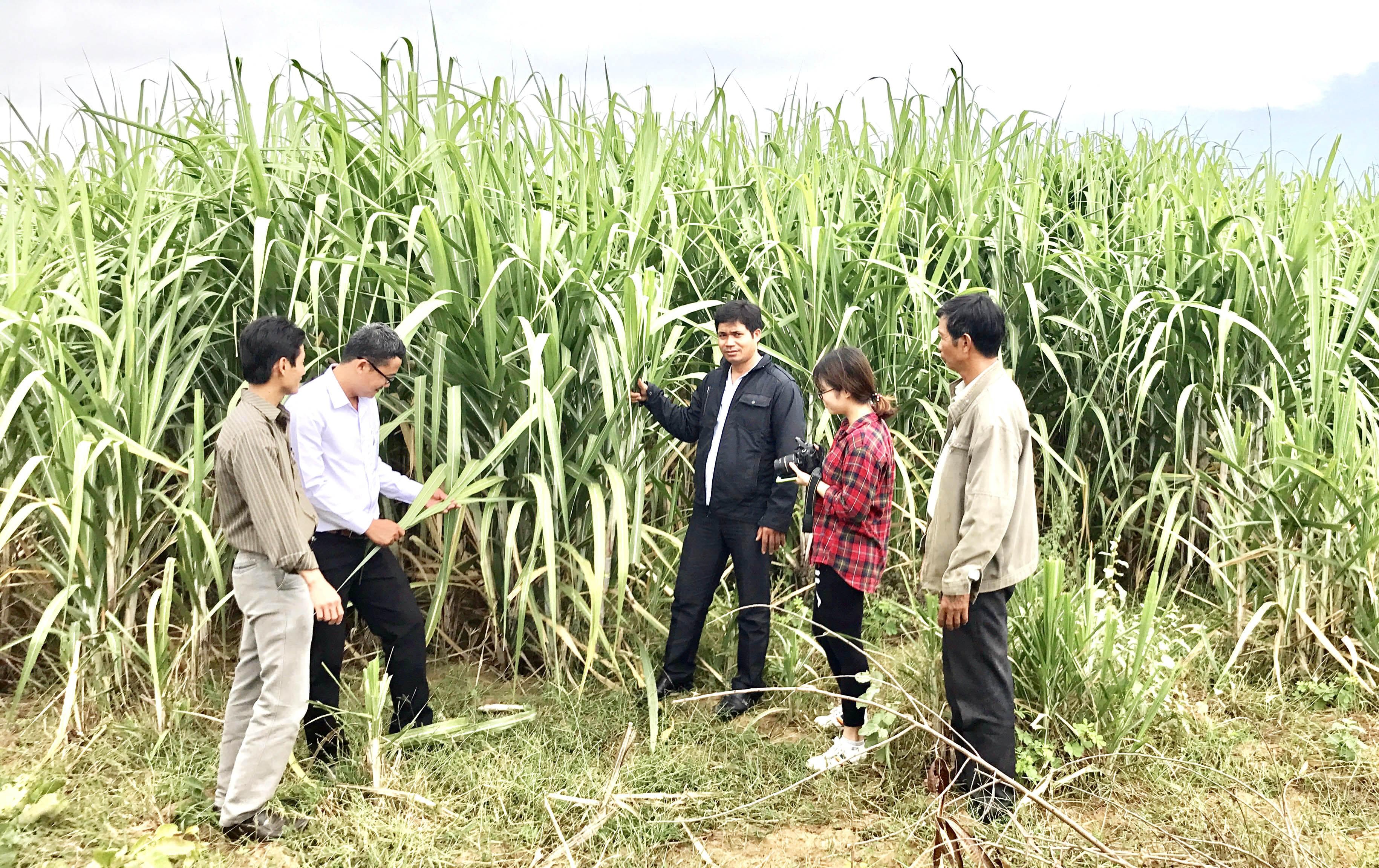 Hiệu quả từ cánh đồng mẫu lớn