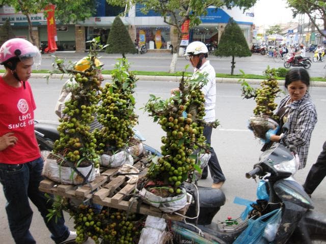 Coi chừng mua phải cây cảnh rởm