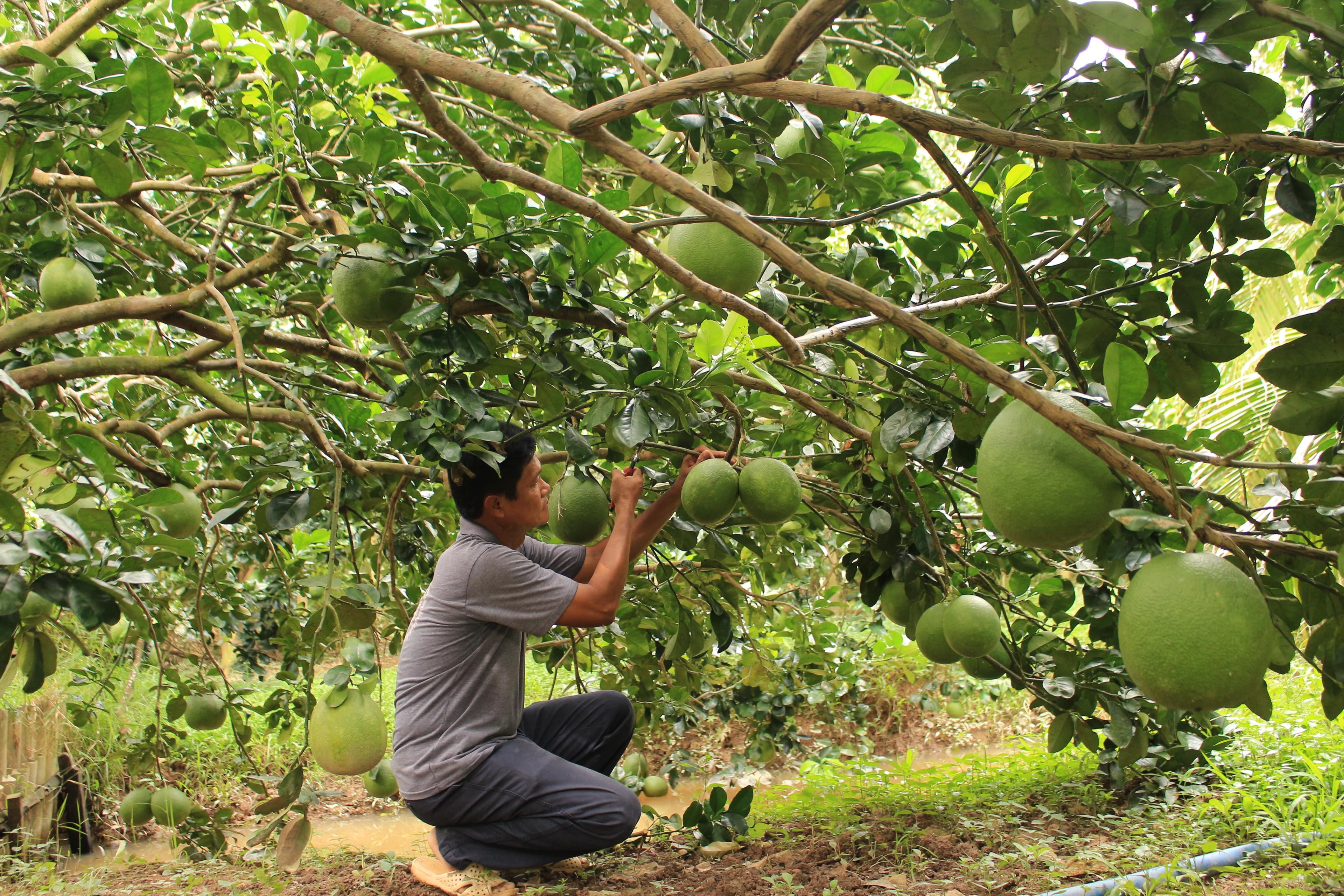 Phải liên kết để phát triển nông nghiệp công nghệ cao