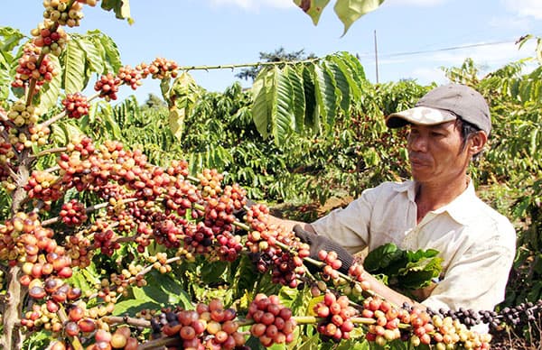 Tăng cường liên kết để ngành cà phê phát triển bền vững