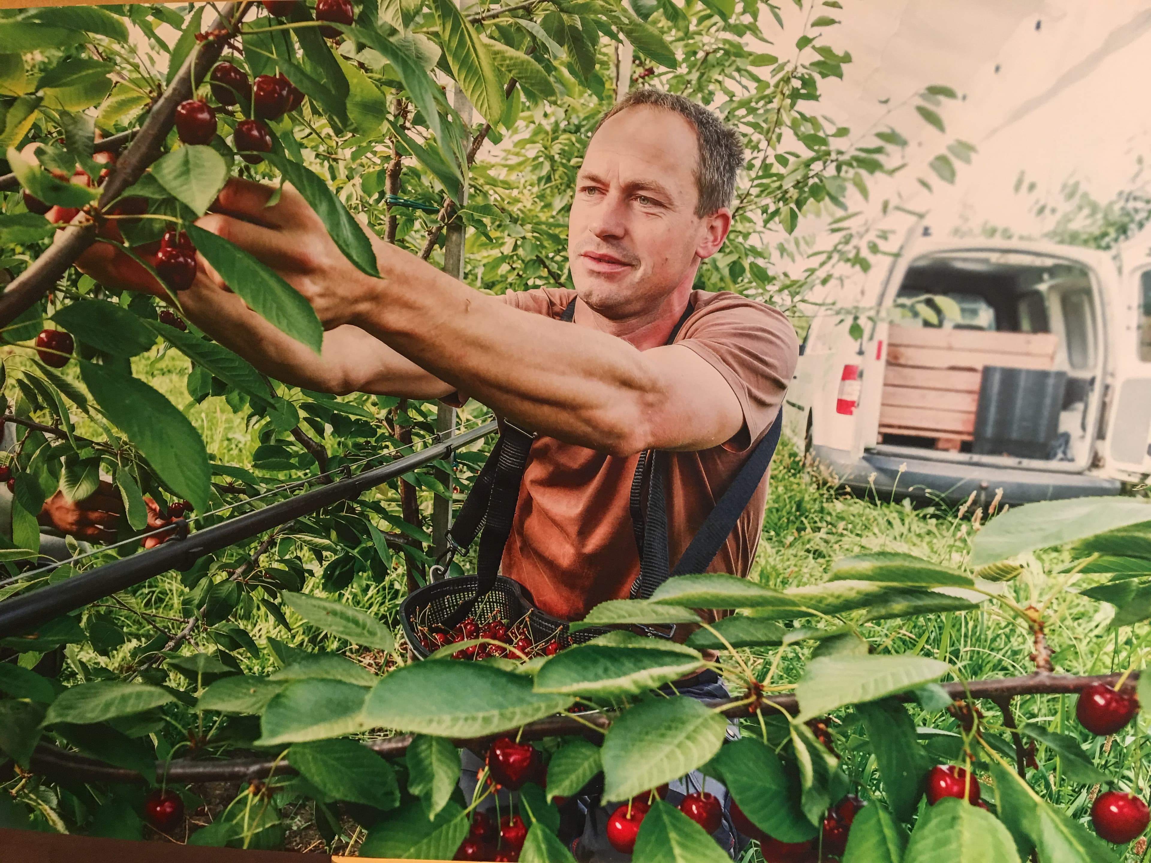 Cơ hội thưởng thức cherry Australia tại Việt Nam