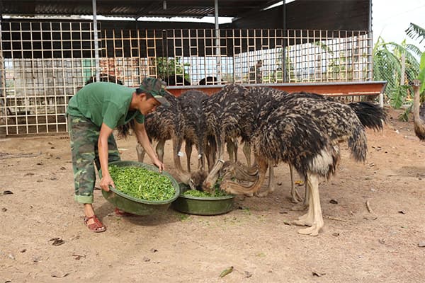 Chuyện nuôi đà điểu ở Tiểu đoàn 460