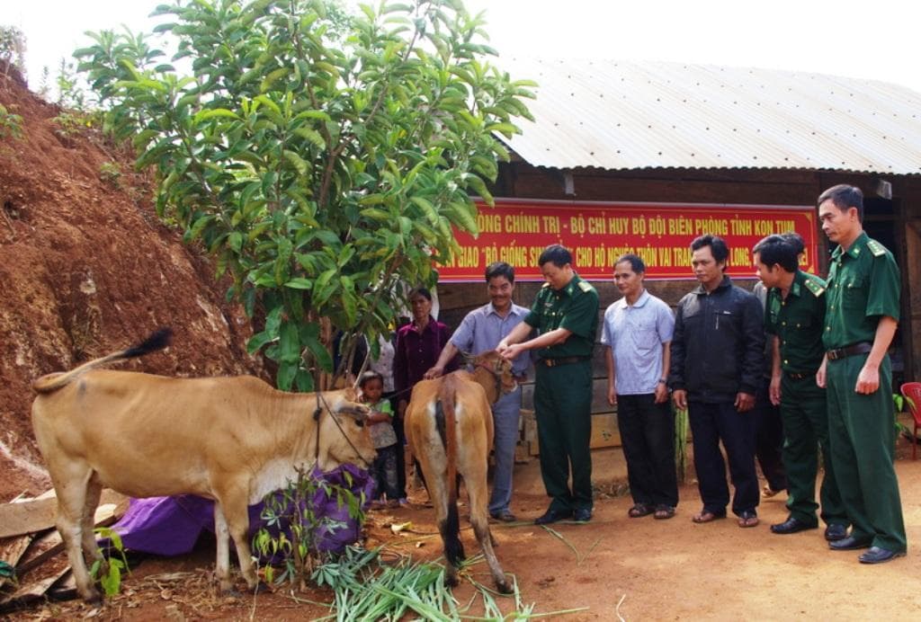 Tặng bò giống giúp bà con thoát nghèo