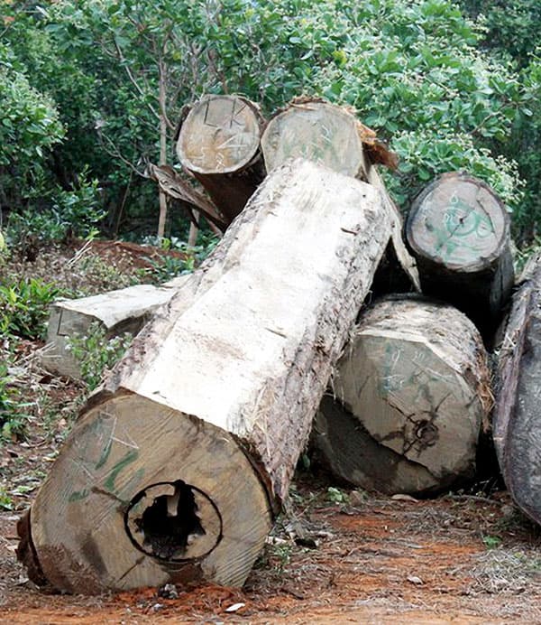Gia Lai: Trục vớt hơn 10m3 gỗ được lâm tặc cất giấu dưới lòng hồ thủy điện Sê San
