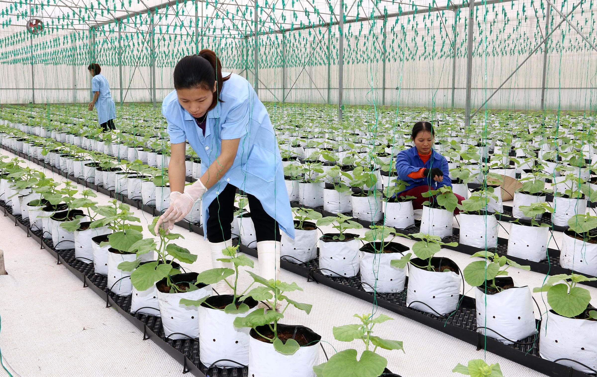 Khắc ghi lời Bác, xây dựng Hà Nam giàu đẹp, văn minh