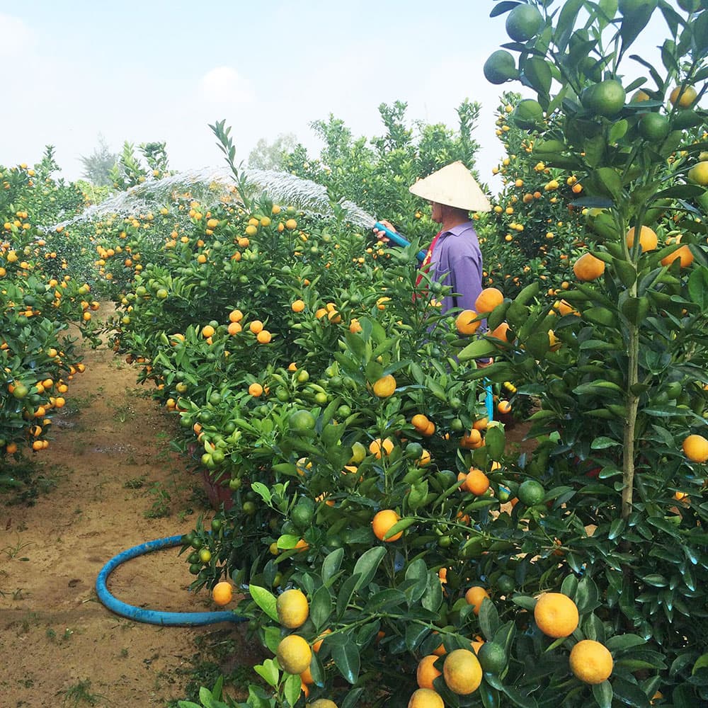 Vựa quất Cẩm Hà sẵn sàng đón Tết