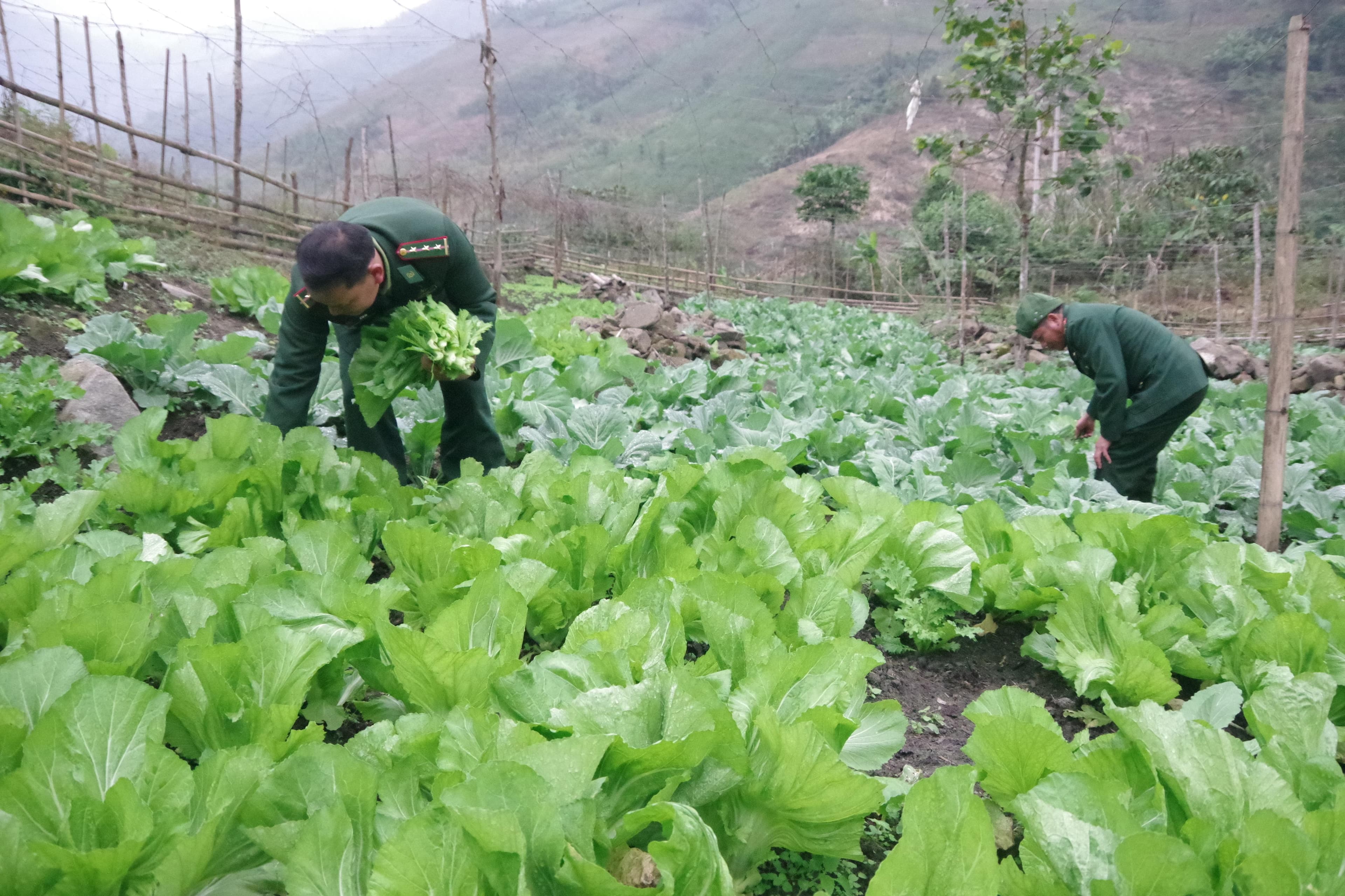 Tăng gia hiệu quả ở Đồn Biên phòng Nhôn Mai