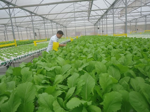 Khơi thông luồng vốn cho lĩnh vực nông nghiệp