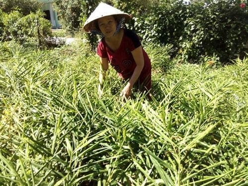 Vượt khó vươn lên thoát nghèo