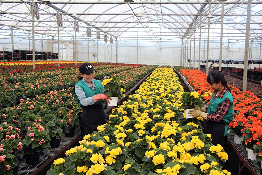 Đà Lạt rực rỡ mùa hoa Tết