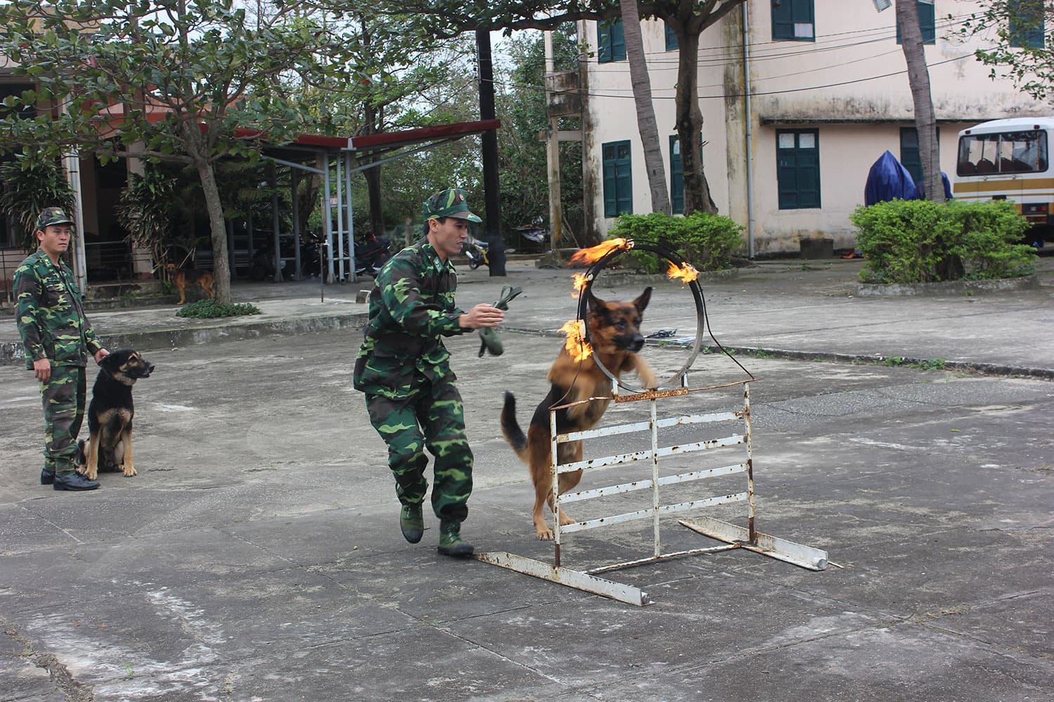 “Vũ khí sống” của BĐBP Đà Nẵng
