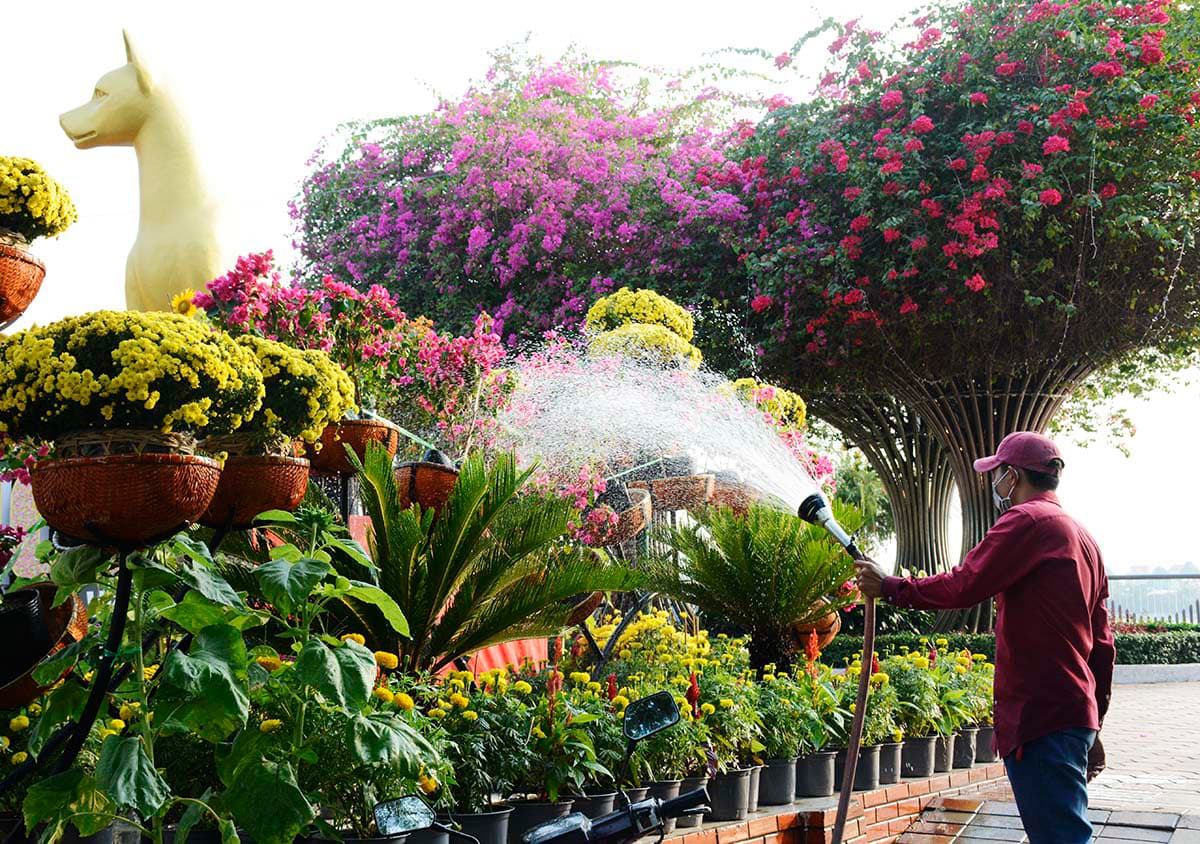 Ấn tượng đường hoa xuân Biên Hòa