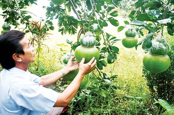 Nông sản được giá, nông dân ăn Tết lớn