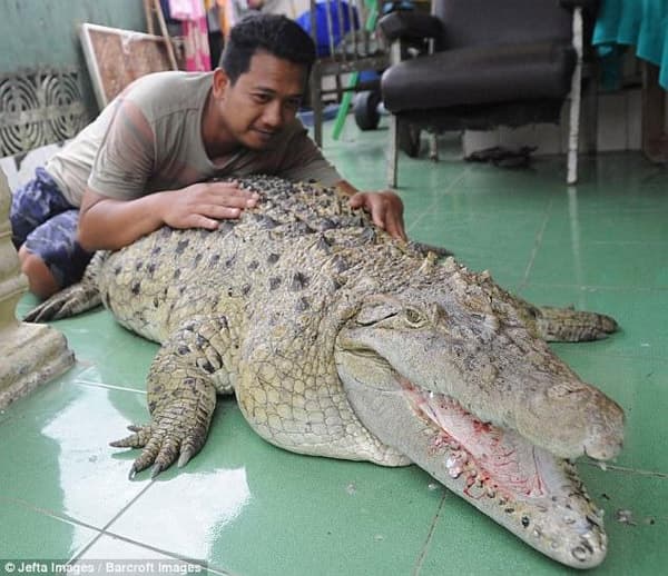Cá sấu trở thành thú cưng ở một gia đình Indonesia