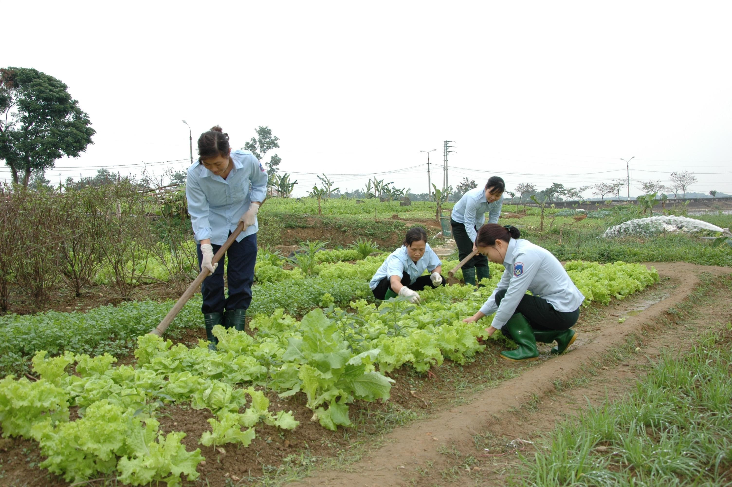 Những "bông hoa" Lục quân 1