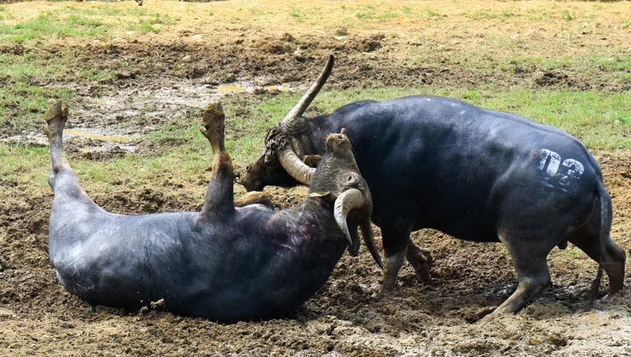 Cách “bán vé” kỳ quặc của Ban tổ chức