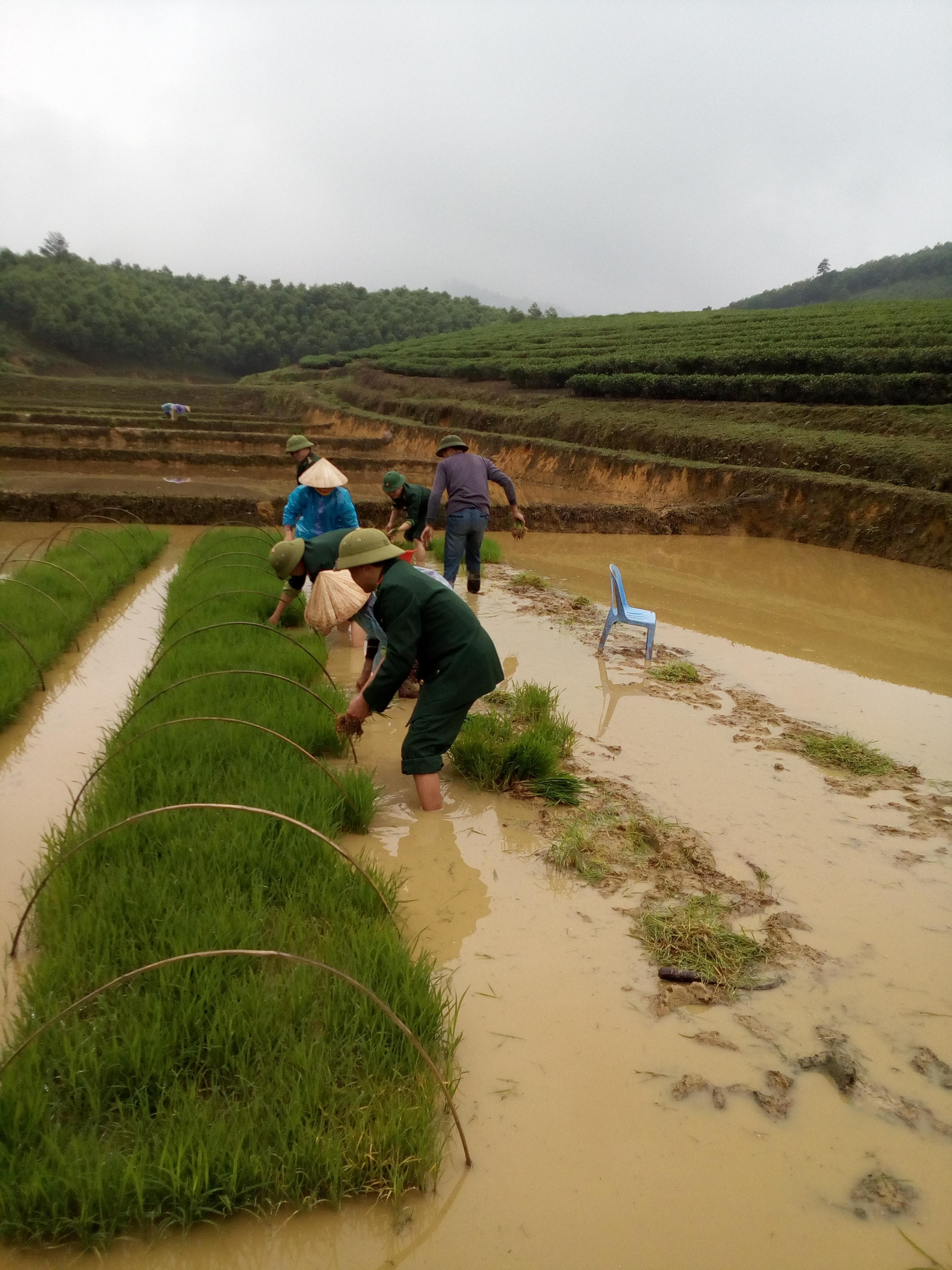 Bộ đội biên phòng giúp dân cấy lúa