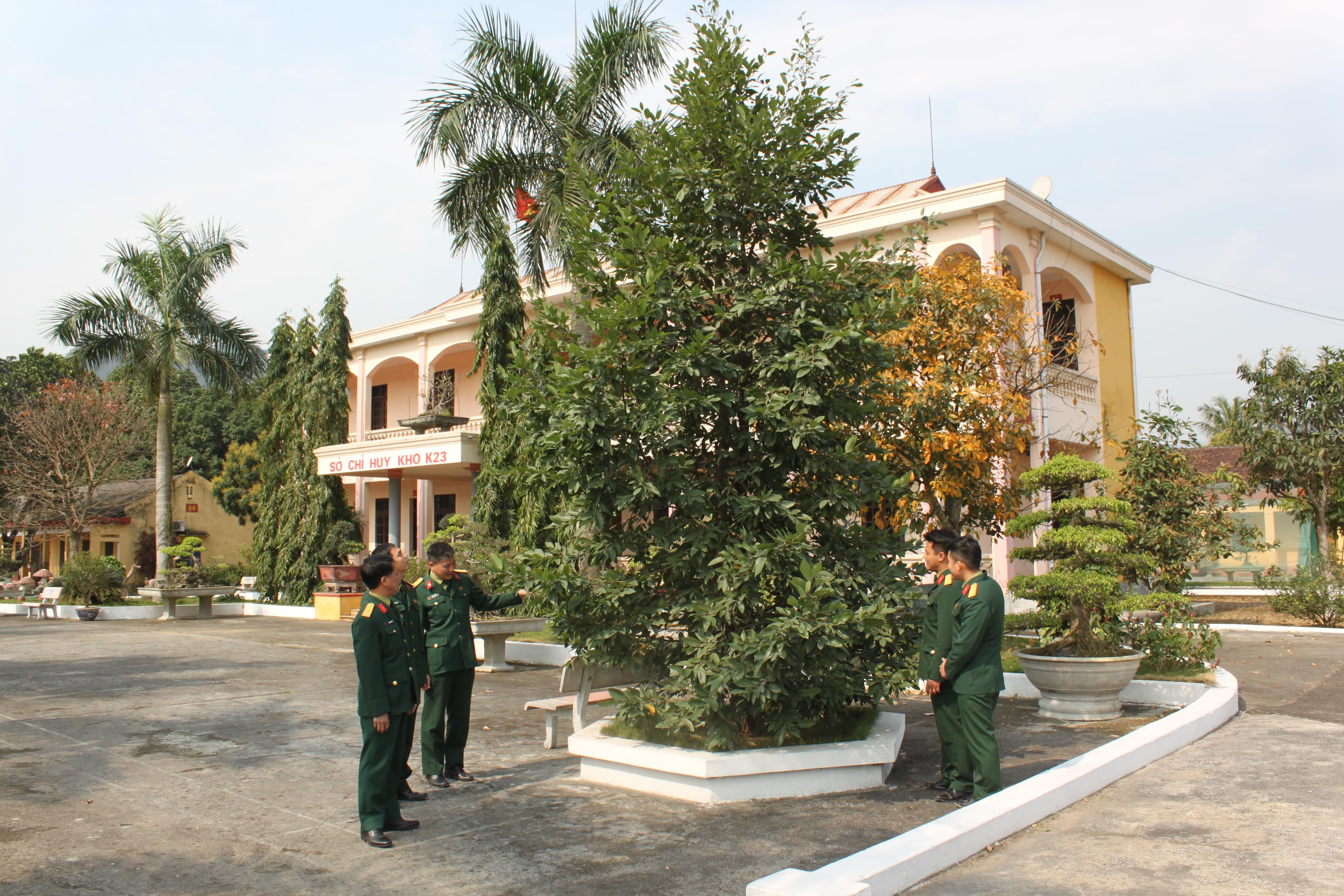 Cây kơ nia nơi đại ngàn Tây Bắc