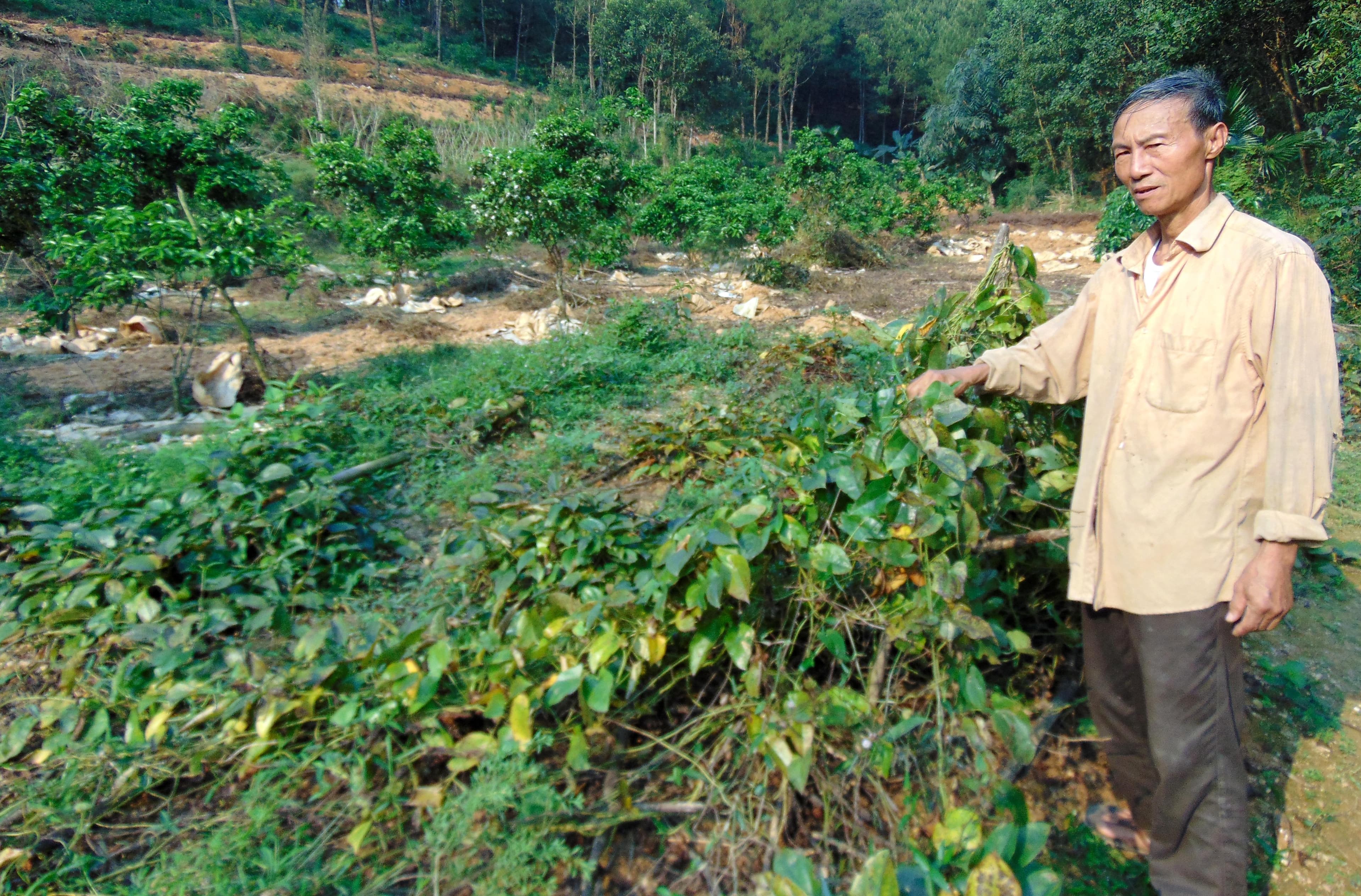 Cựu chiến binh làm giàu từ cây khoai mài
