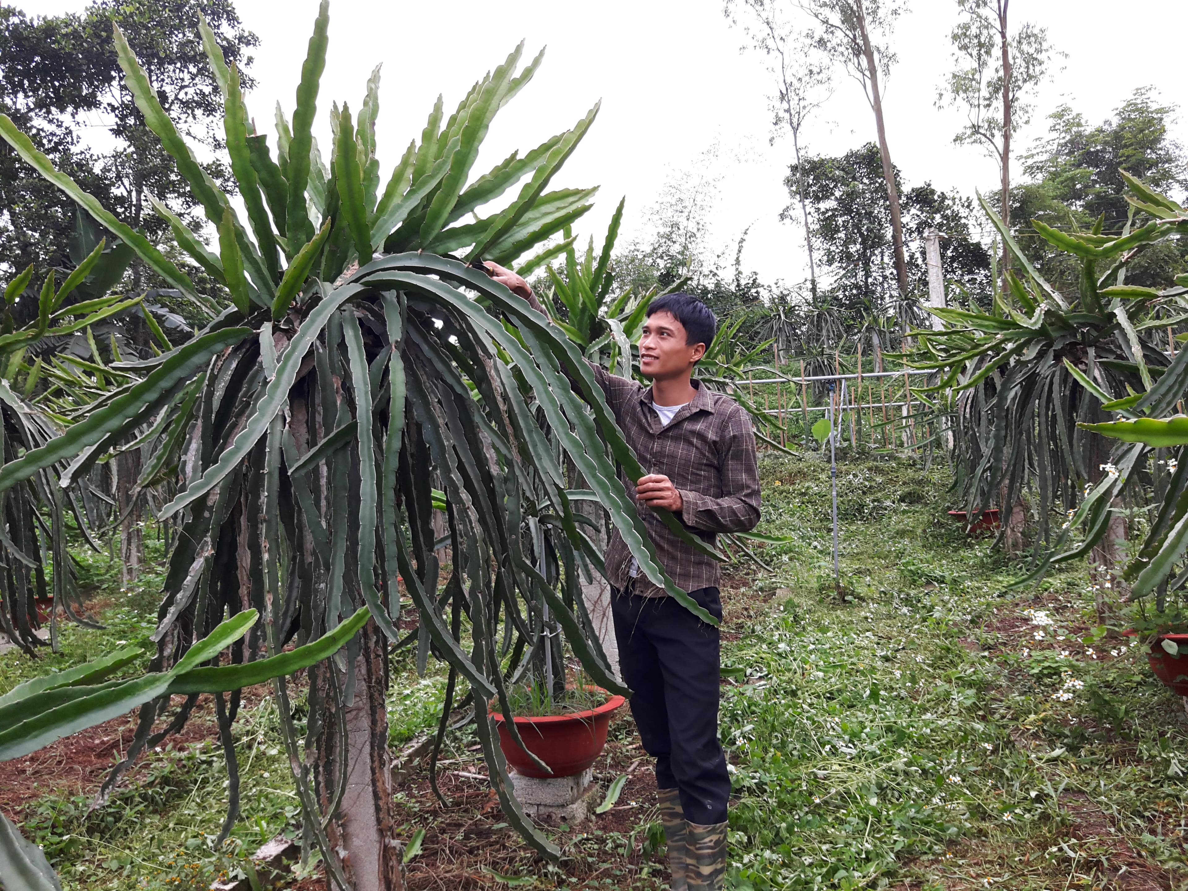 Khởi nghiệp thành công từ cây thanh long ruột đỏ
