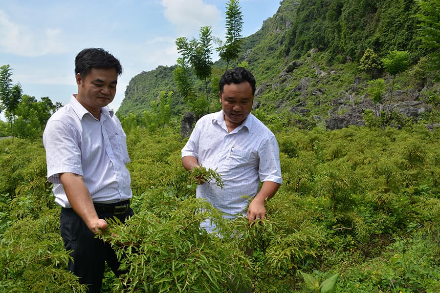 Làm gì để bảo tồn, khai thác hiệu quả nguồn dược liệu?