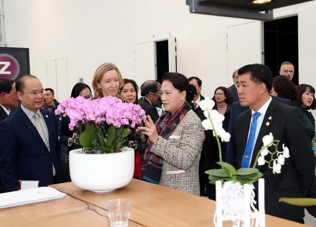 Mùa hoa tulip và hai miền châu thổ