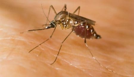 Brazil phát hiện 8 đột biến gen của virus sốt vàng da
