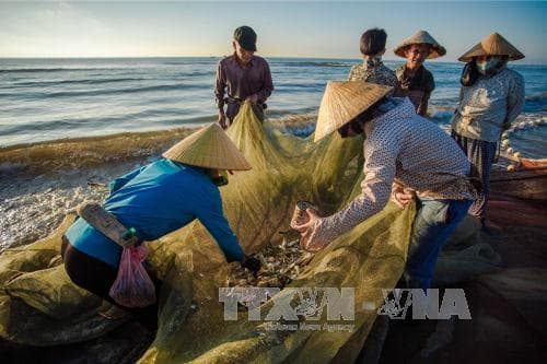 THẢ CÁ, TÔM VÀO SÔNG BIỂN