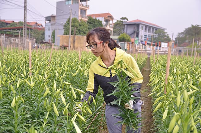 Hành trình từ vườn đến phố của “Nữ hoàng tháng Tư”