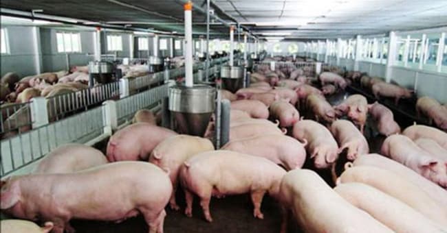 Ngành chăn nuôi trước sức ép từ CPTPP