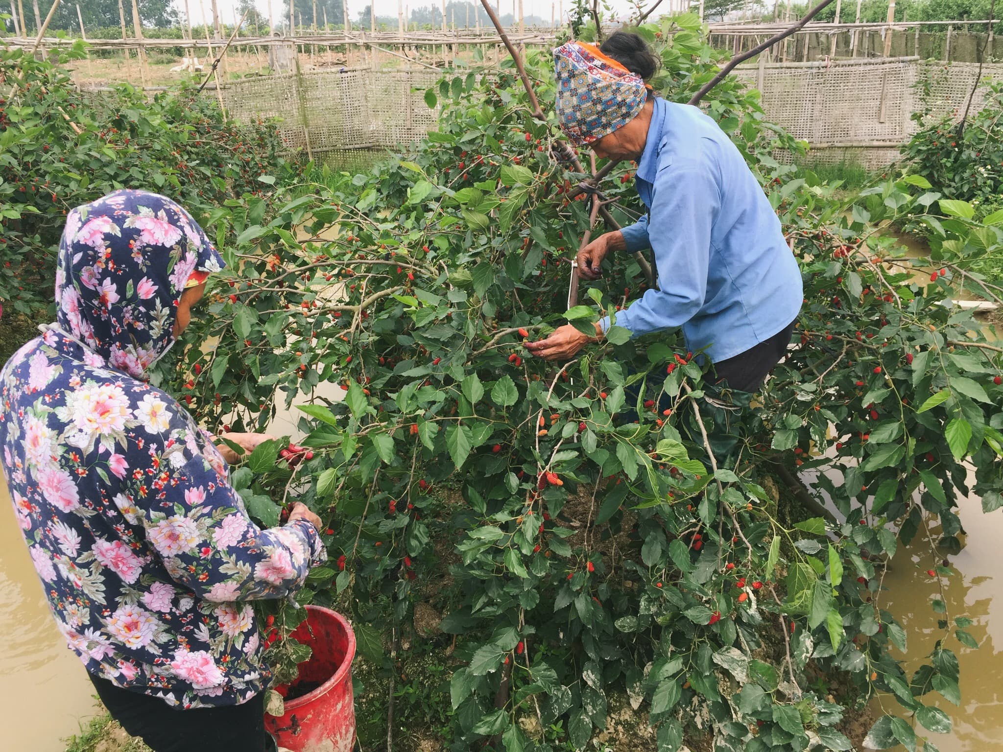 Hiệu quả từ trồng dâu tằm lấy quả