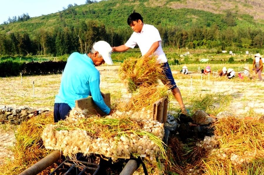 Mùa tỏi bội thu và nỗi lo giữ gìn thương hiệu