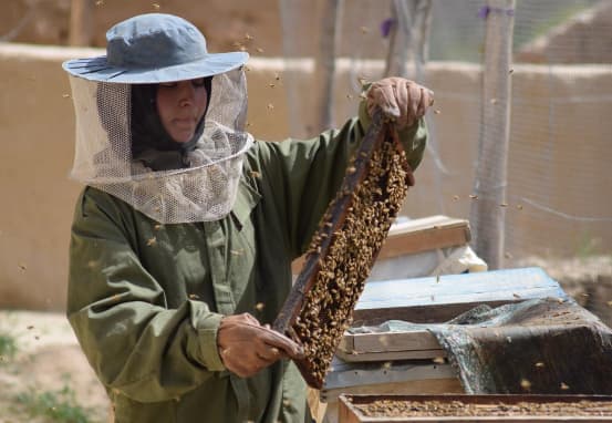 Nữ sinh Afghanistan làm giàu nhờ nuôi ong