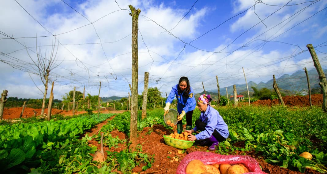 ACIAR giúp thay đổi sinh kế cho người nông dân