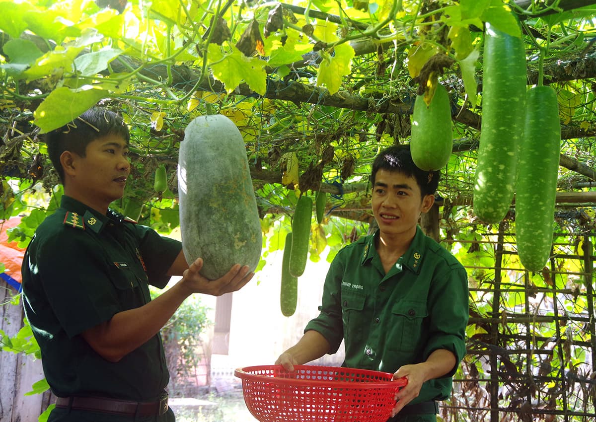 Đồn Biên phòng Hòn Khoai đảm bảo nguồn thực phẩm sạch tại chỗ