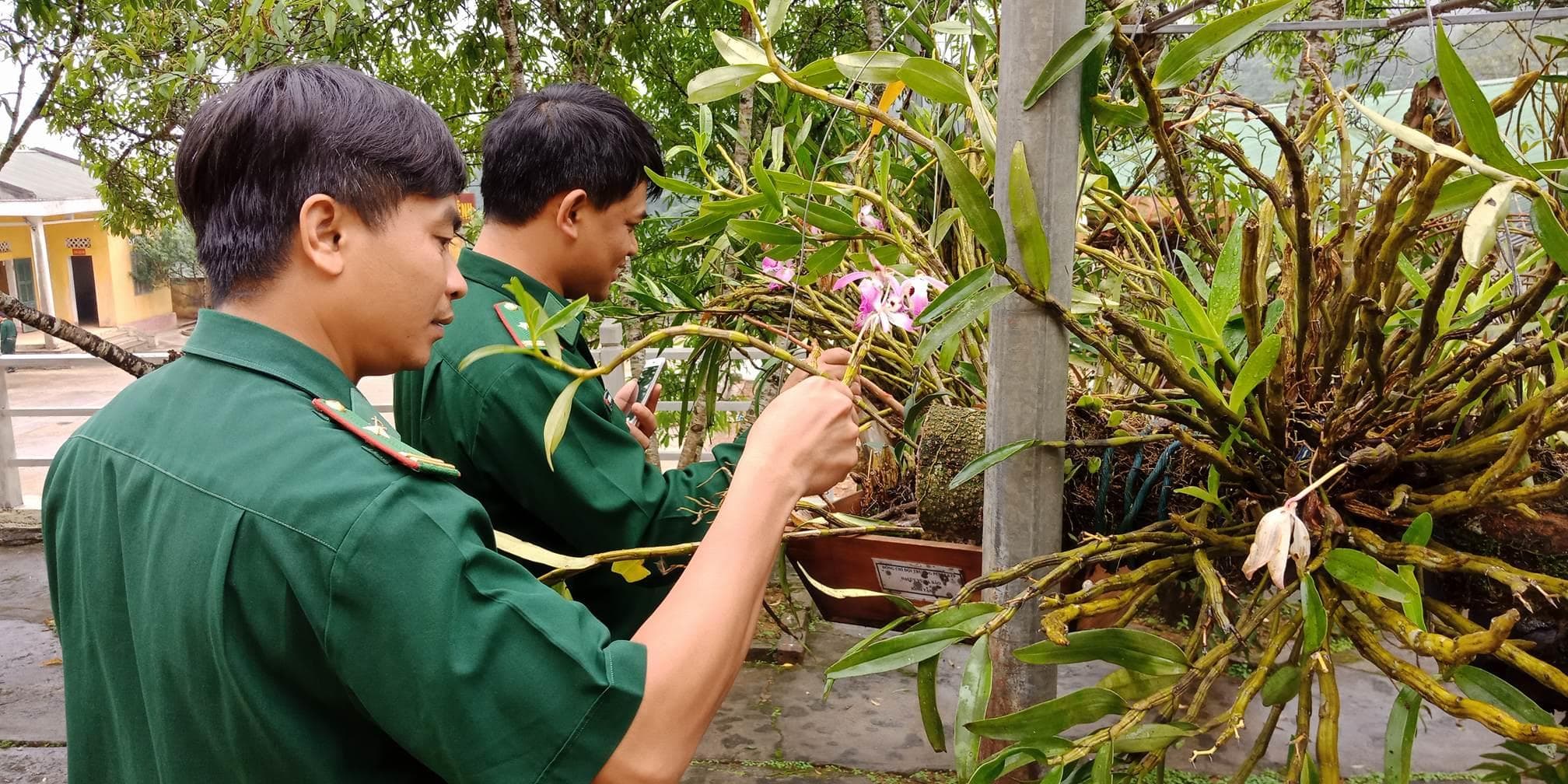 “Vườn treo” hoa phong lan đồn biên phòng