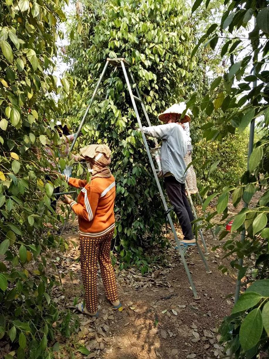 Phát triển “nóng” cây hồ tiêu - tiềm ẩn nhiều rủi ro