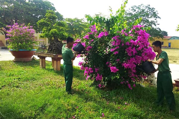 "Rừng hoa giấy" ở Trường Quân sự Quân đoàn 3