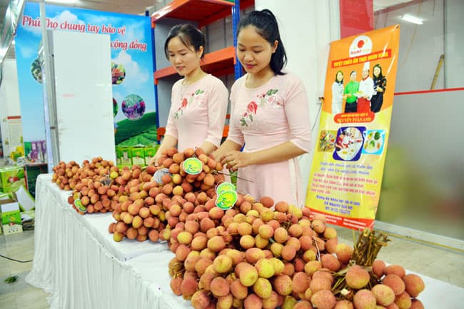 Tuần lễ đặc sản vải thiều Thanh Hà sẽ được tổ chức tại Hà Nội