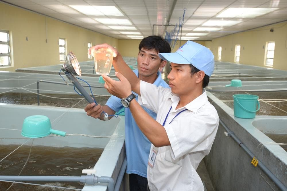 Xuất khẩu tôm và mục tiêu 10 tỷ USD vào năm 2025