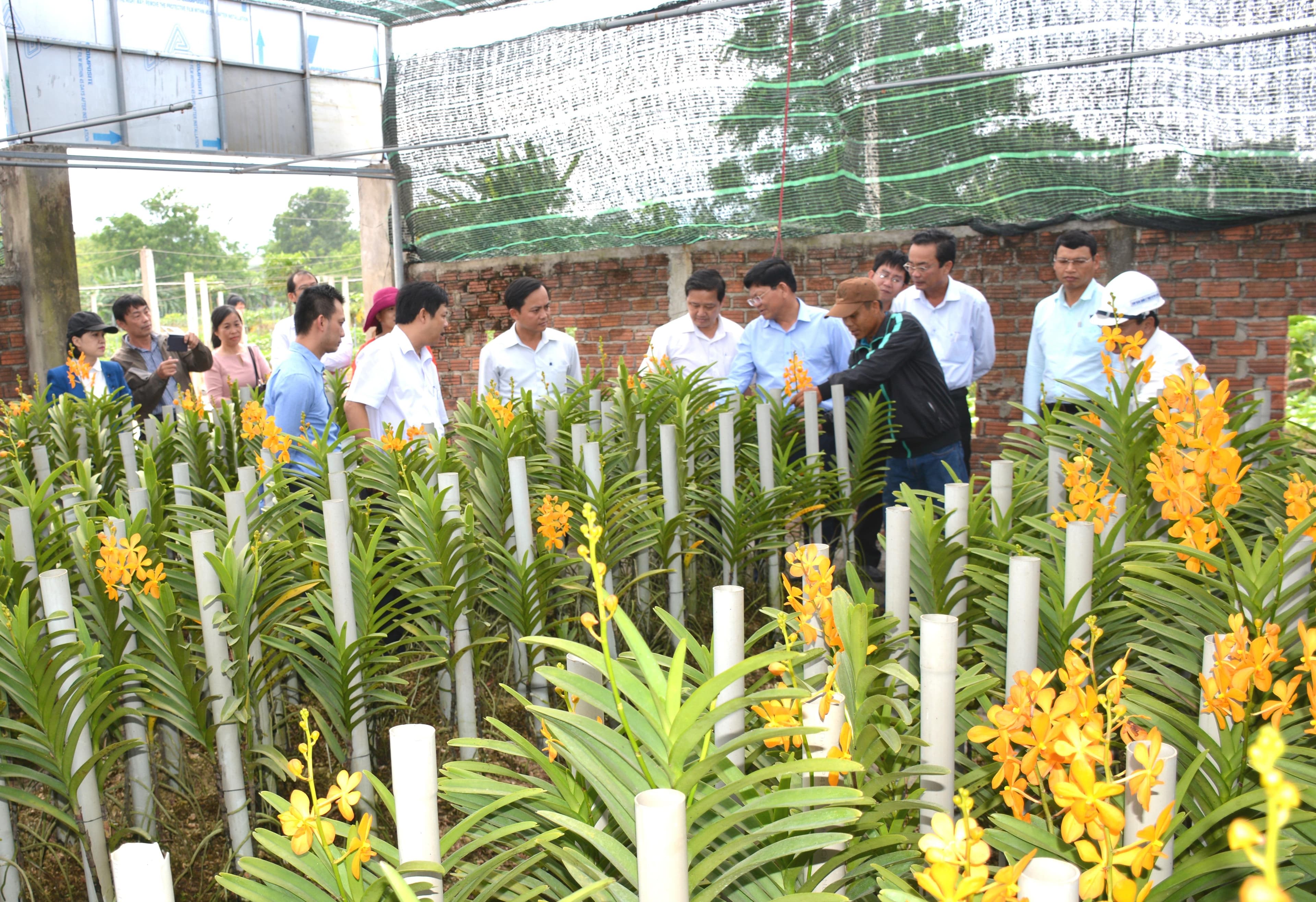 Hiệu quả phát triển nông nghiệp công nghệ cao tại Đà Nẵng