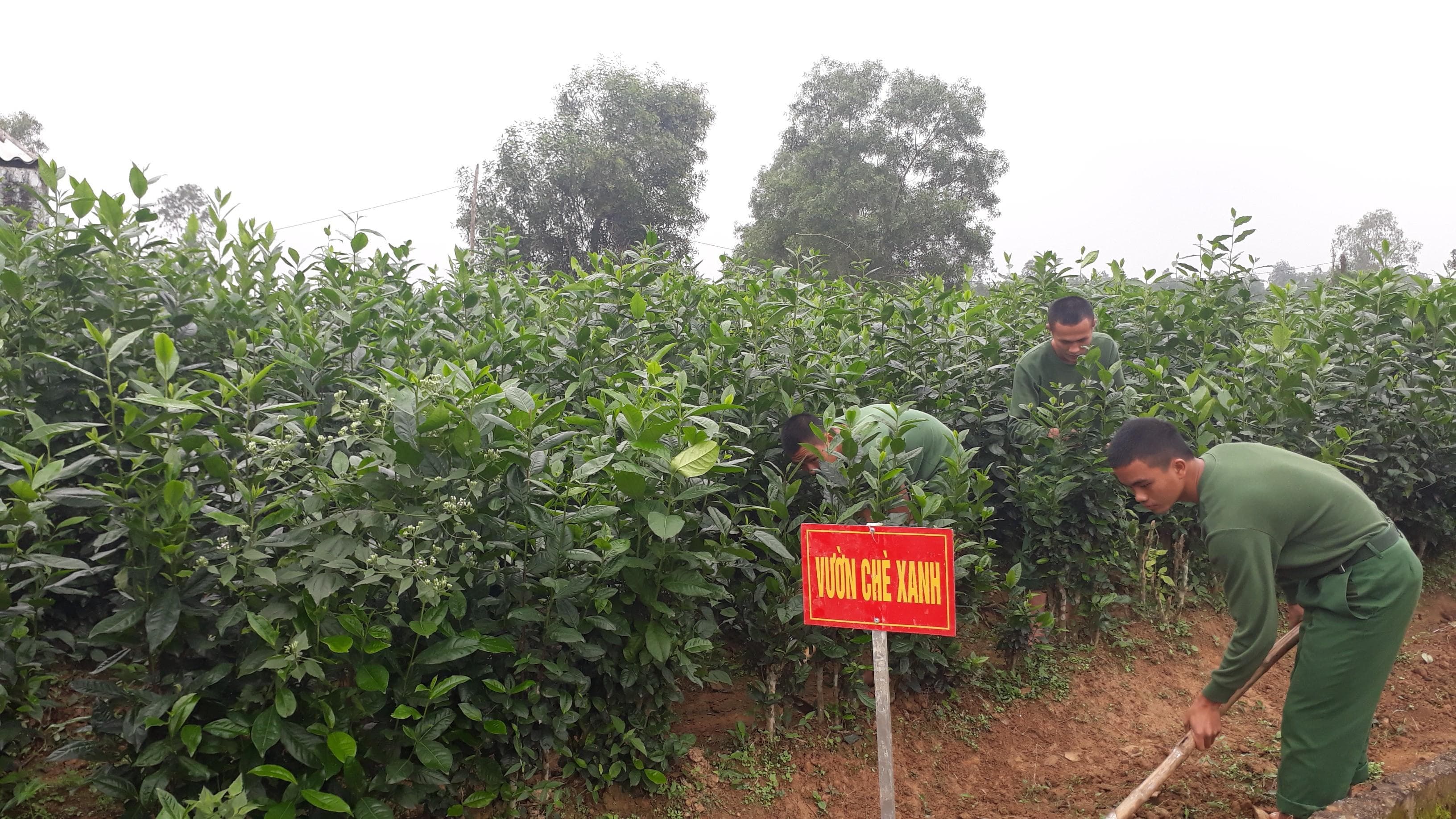 Vườn chè của lính pháo binh
