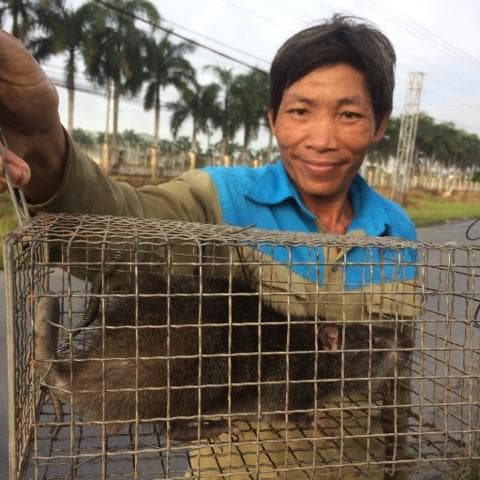 Bẫy chuột đồng để bảo vệ mùa màng và thêm thu nhập