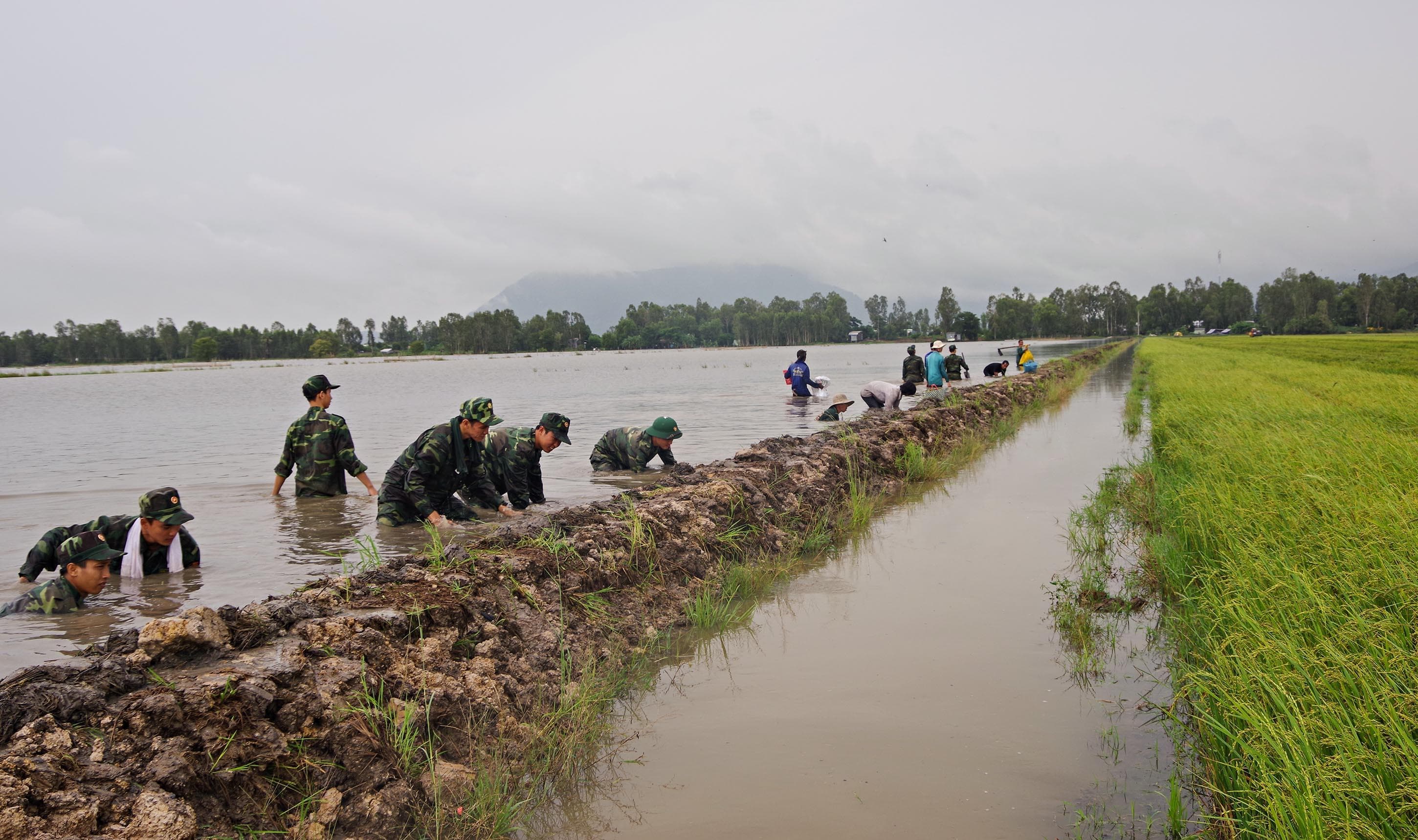 Căng mình đắp đê, gặt lúa giúp dân