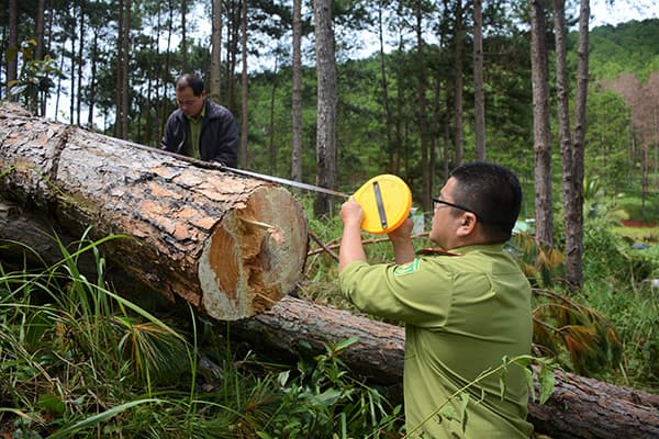 Ngang nhiên phá rừng giữa khu dân cư