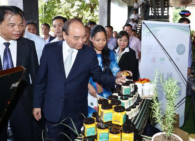 Thủ tướng Nguyễn Xuân Phúc: Phải bảo vệ nguồn gen và phát triển sâm Ngọc Linh