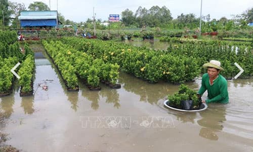 Hàng chục héc-ta hoa cảnh ở Sa Đéc bị ngập trong lũ