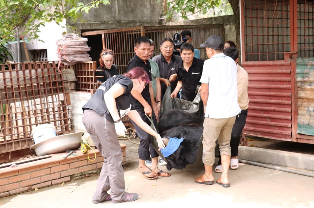 Cứu hộ thành công một cá thể gấu ngựa tại TP Lào Cai