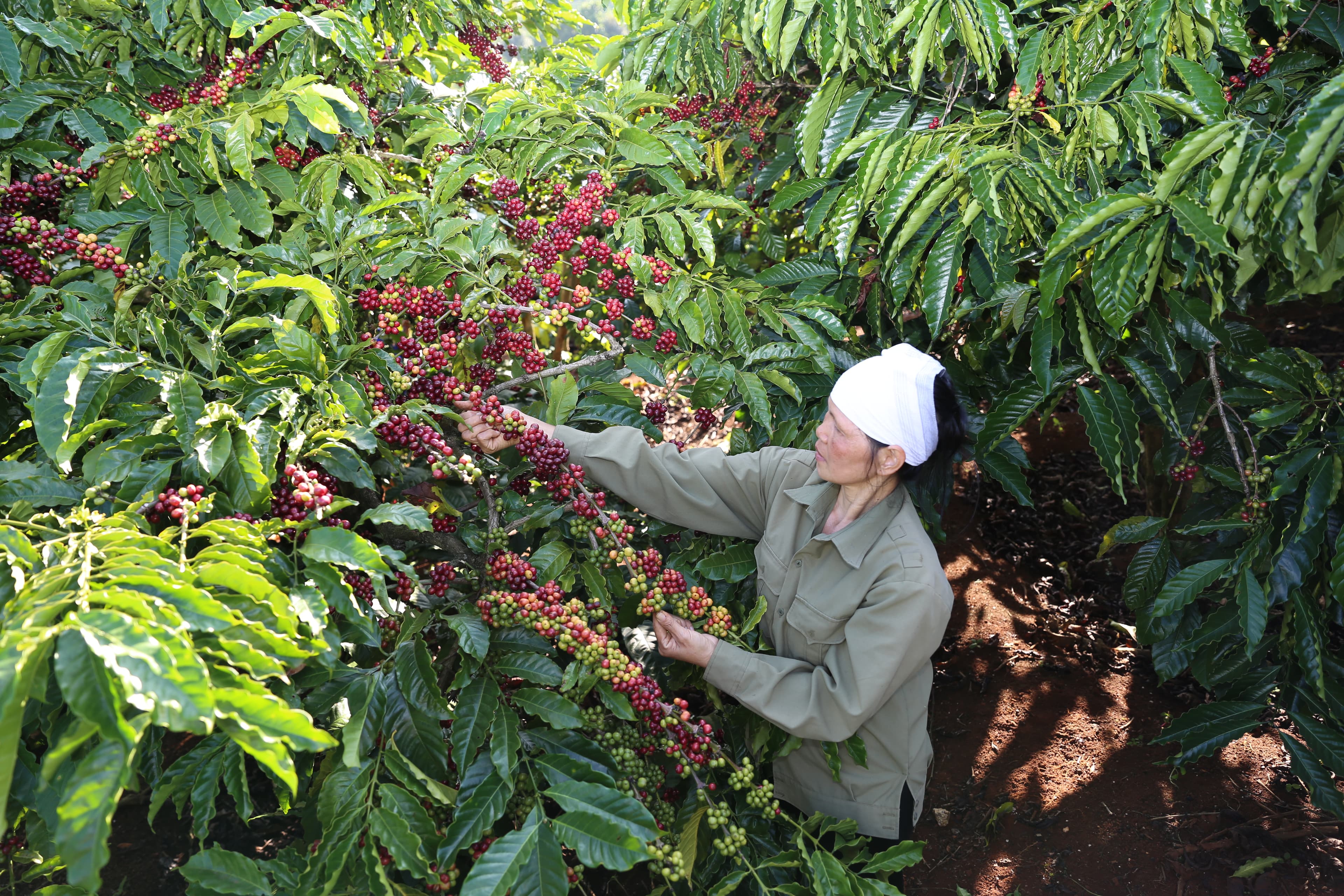 Ra mắt sản phẩm cà phê pha phin