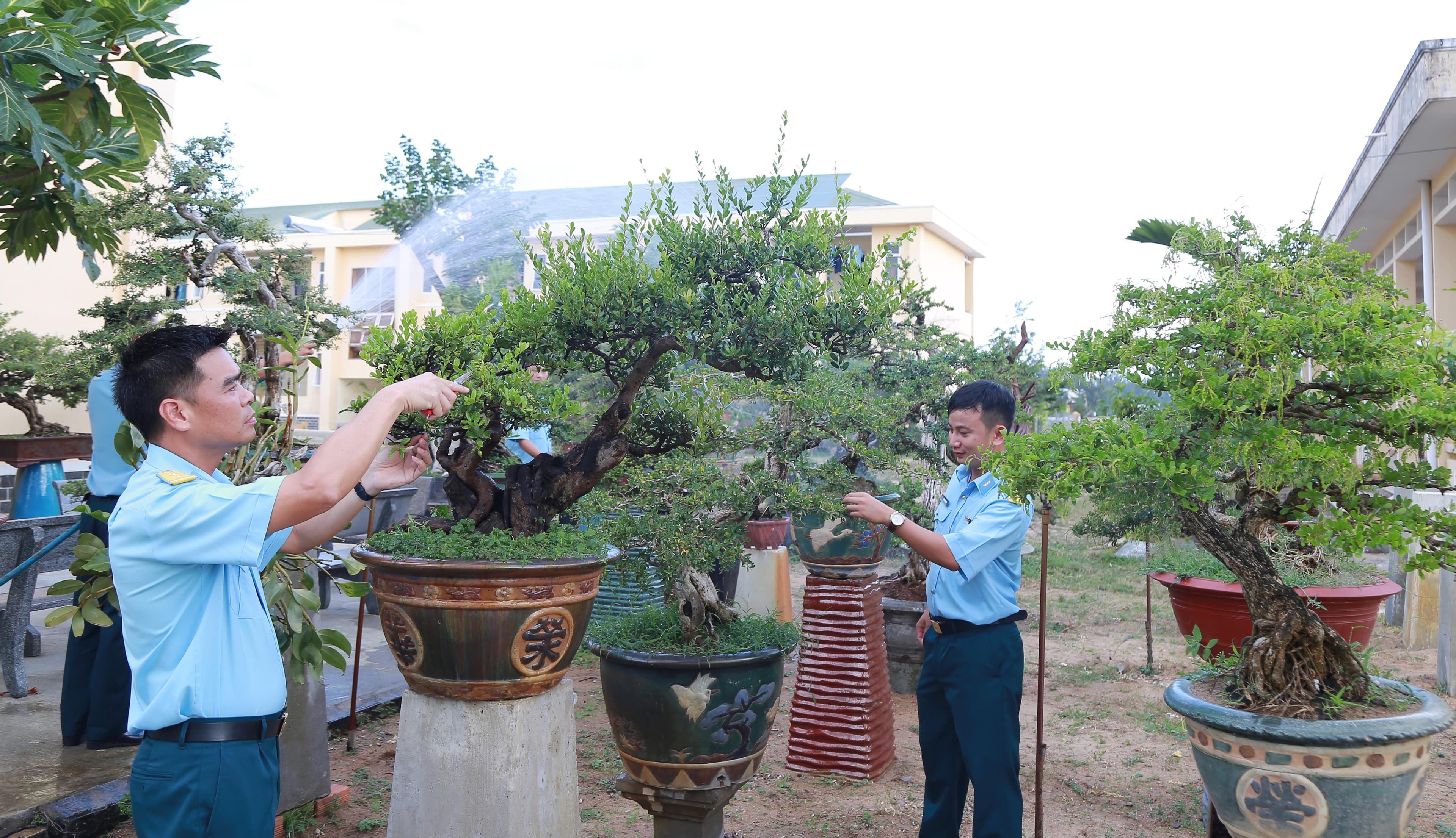 Bonsai ở miền cát trắng Tuy Hòa